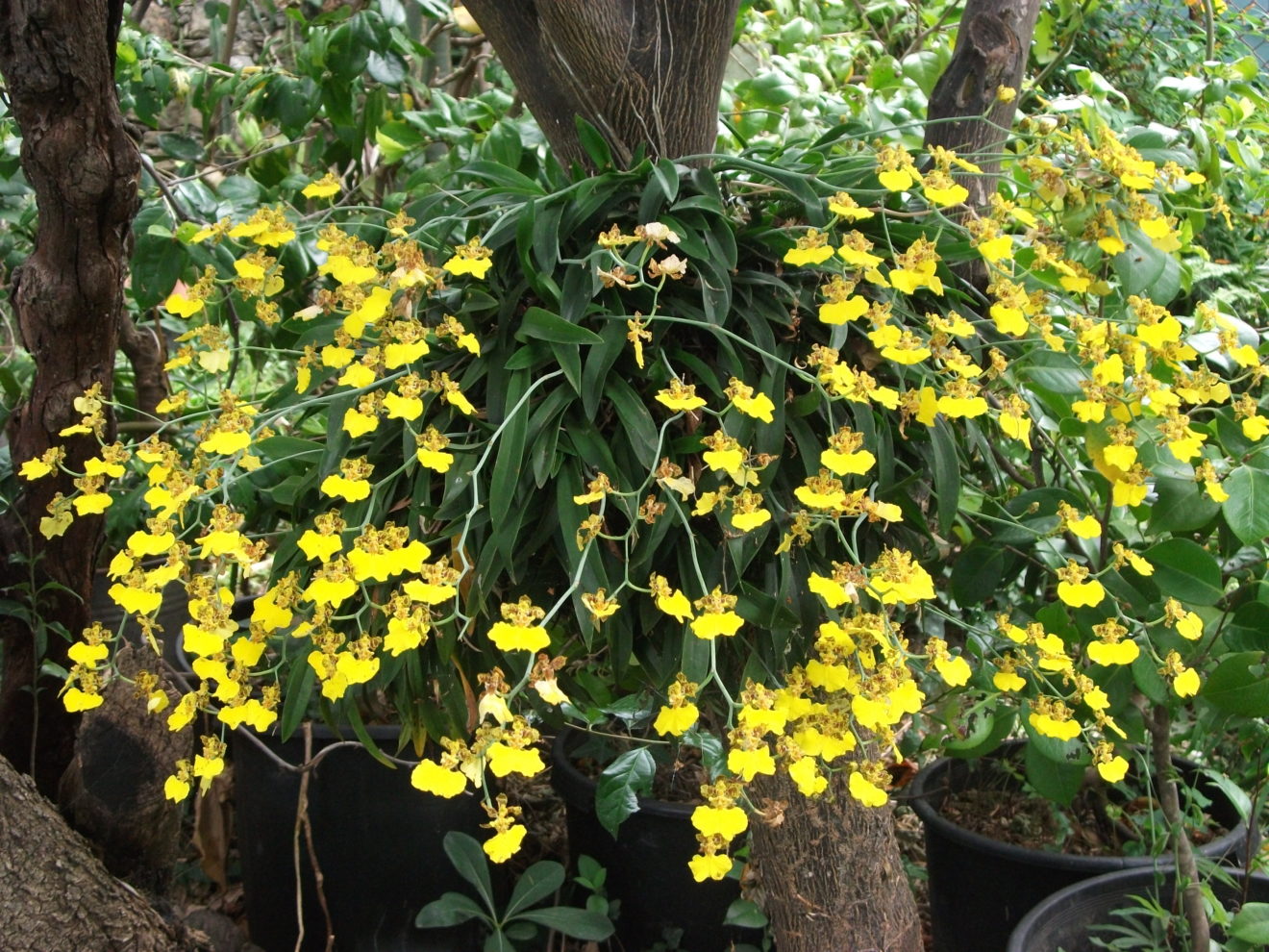 ORCHIDEA GIANNA