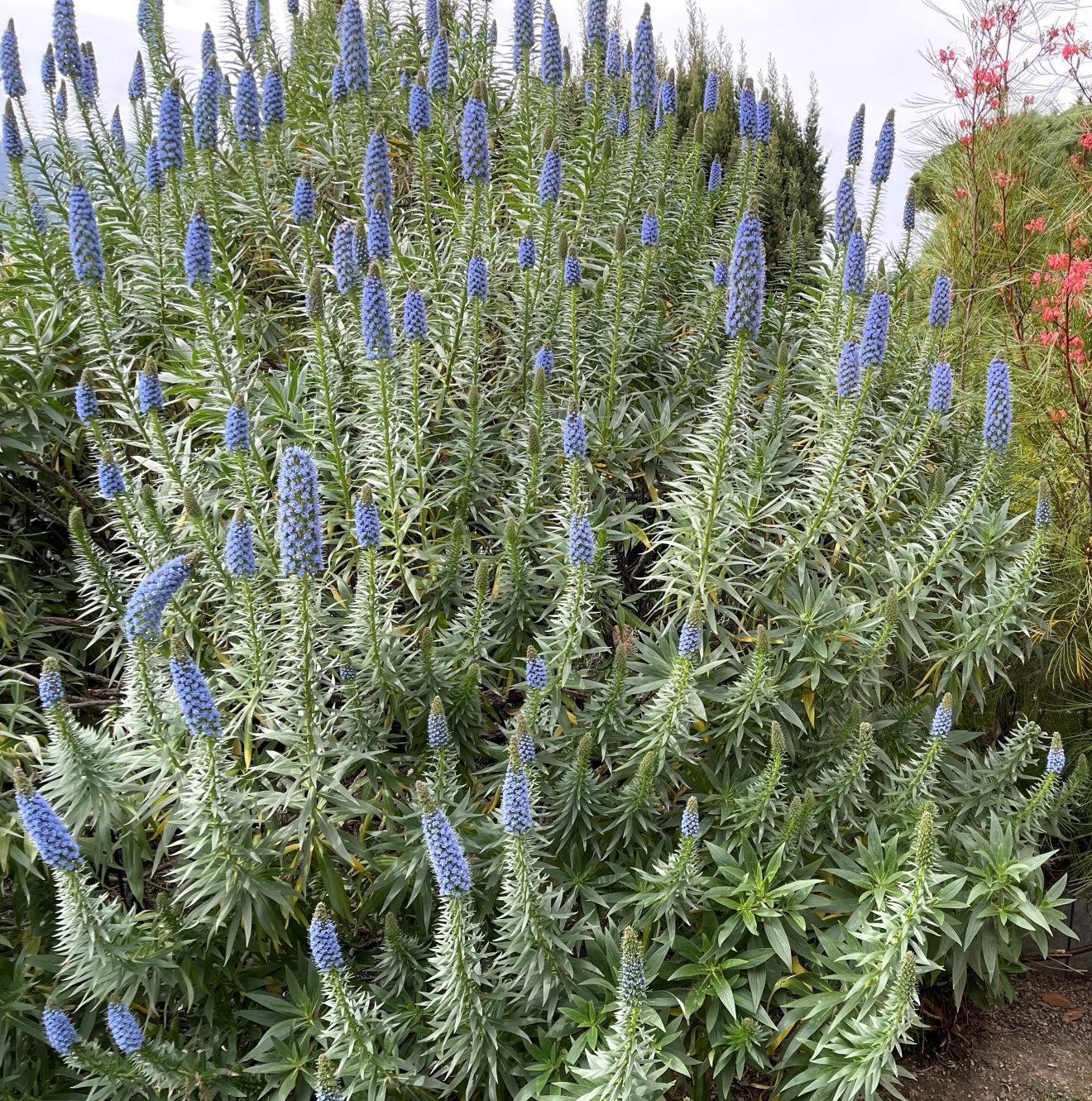 echium